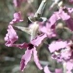 Matthiola fruticulosa 花