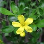 Jasminum fruticans Цветок