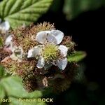 Rubus imbricatus