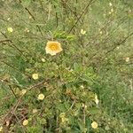 Sida rhombifolia Blüte