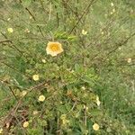 Sida rhombifolia Flower