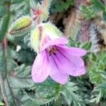 Erodium botrys Flor