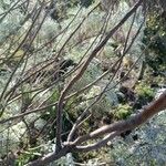 Artemisia arborescens Corteza