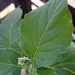 Solanum chenopodioides Folha