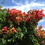 Campsis grandiflora Fleur