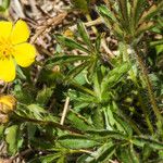 Potentilla fagineicola Habitat