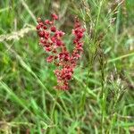 Rumex acetosellaFeuille