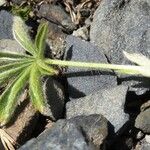 Potentilla nivalis Levél