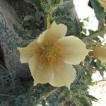 Mentzelia involucrata Flower