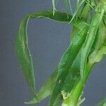 Dianthus barbatus Blad