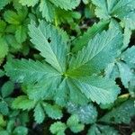 Potentilla anglica Leaf