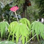 Jatropha multifida Bloem