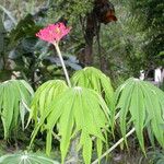 Jatropha multifida Kwiat