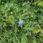 Brimeura amethystina Fula