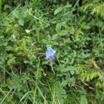 Brimeura amethystina Flower