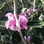 Phlomis purpurea Floare