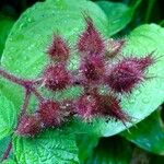 Rubus phoenicolasius Fruit