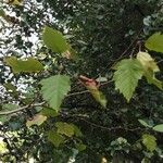 Crataegus coccinea Blad