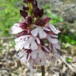 Orchis purpureaCvet