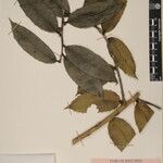 Ilex dipyrena Other