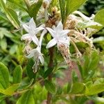 Rhododendron viscosum പുഷ്പം