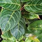 Aglaonema commutatumDeilen