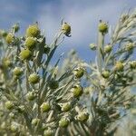 Artemisia arborescens Blomma