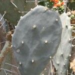 Opuntia quimilo