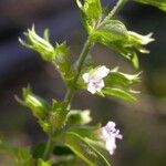 Hedeoma pulegioides Квітка