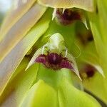 Bulbophyllum occultum Blüte