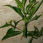 Ludwigia erecta Folha