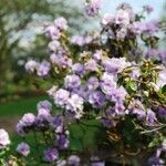 Rhododendron hippophaeoides Blodyn