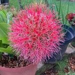 Scadoxus multiflorusFiore