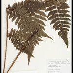 Cyathea surinamensis 叶