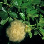 Eriotheca globosa Fruit