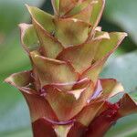 Hedychium greenii Flor