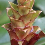 Hedychium greenii Flower