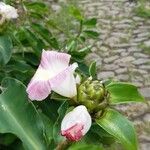 Costus afer Flower