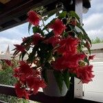 Begonia pendula Blomst