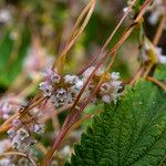 Cuscuta europaea 花