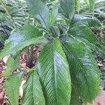 Sauromatum venosum Leaf