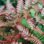 Dryopteris erythrosora 葉