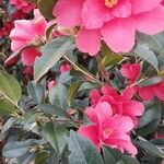 Camellia saluenensis Flor