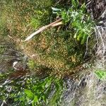 Chironia baccifera Frukt