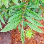 Myodocarpus fraxinifolius Hoja