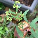 Euphorbia hyssopifolia पत्ता