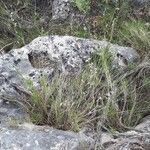 Melica stricta Habit