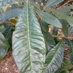 Eriobotrya japonica Likasa