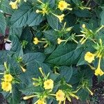 Mirabilis jalapaKwiat