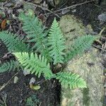 Asplenium rutifolium Habit